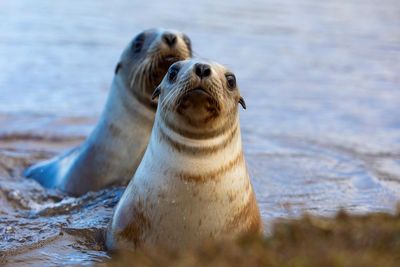 Living with lions: the New Zealand city where humans and sea lions co-exist