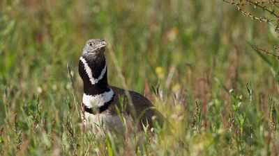 Lucky bustards: rare birds' habitat saved as French judges block mega-basins