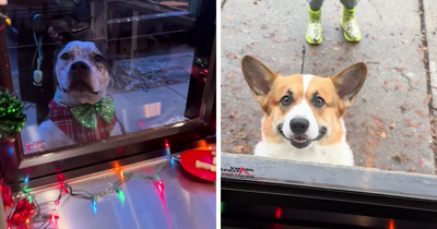 Pizzeria In Chicago Opens Doggie Treat Window, Goes Viral Due To The Most Wholesome Interactions