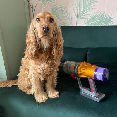 How we test vacuums for pet hair at Ideal Home — the exact methodology we follow to measure hair pick-up, dander removal, and odour-busting capabilities