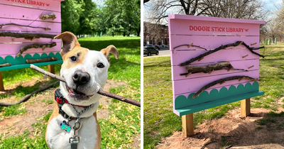 Brilliant Stick Library Idea For Dogs Is Going Viral All Over The World