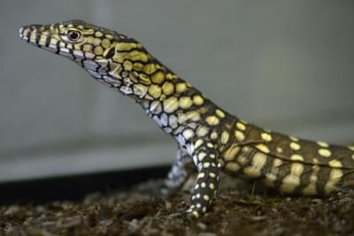 Los Angeles Zoo Successfully Breeds Rare Perentie Lizards