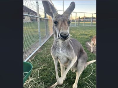 Kangaroo on the loose in Texas after escaping enclosure