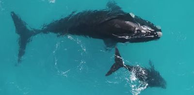 Whales can live way longer than scientists had thought, with potential lifespans as much as double previous estimates