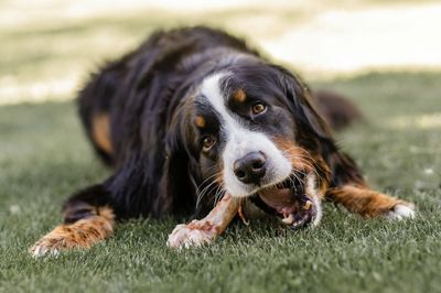 A Dog That Discovered the Skull of a Murder Victim Months Ago Just Came Home With Another Human Bone