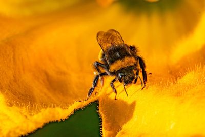 Government outlines plans to end use of bee-killing pesticides