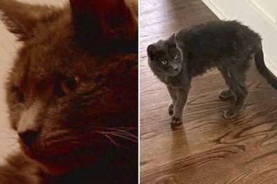 A Utah Family Had All But Given Up Hope of Finding Their Missing Cat. Then, 11 Years Later, She Suddenly Reappeared