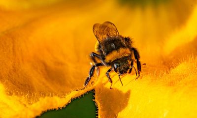 UK to ban bee-killing pesticides but highly toxic type could still be allowed