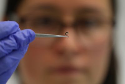 Could mosquitoes deliver vaccines against malaria?