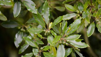 Bay tree problems – how to spot and remedy these 5 common issues