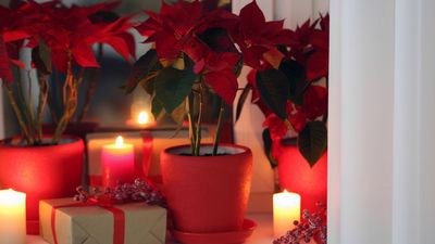 Why Are My Poinsettia Leaves Turning Yellow? 5 Common Mistakes Harming Your Festive Bloom