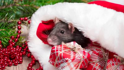 Don’t let rodents ruin your holidays — 3 easy tips to keep them out of your home