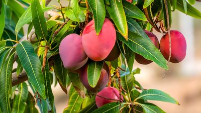 How to grow mango trees – expert tips for tropical harvests at home