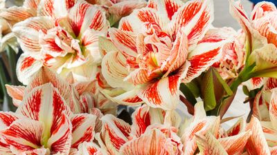 Waxed Amaryllis Bulbs Are This Year's Viral Christmas Flower — Here's Everything You Need to Know, Including How to Make a Wreath