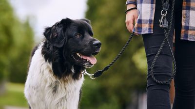 Types of dog leashes: which is right for your dog?