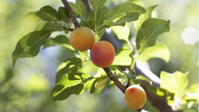 How to get an apricot tree to fruit – 3 expert tips for growing this sweet, orange fruit