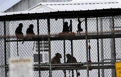 US animal lab from which monkeys escaped accused of widespread abuse