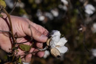 Hurricane Helene Devastates Southern Farmers, Recovery Efforts Underway