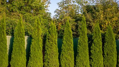 How to grow arborvitae – for evergreen hedge plants that add greenery and privacy to any plot