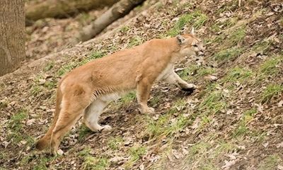 Missouri deer hunter charged after shooting cougar from tree stand