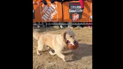 'College GameDay' Shares Adorable Video of Kirk Herbstreit's Dog Peter Fetching Footballs