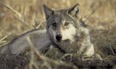 Endangered gray wolf poached in Oregon, reward set at $10,000