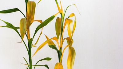 Why is my lucky bamboo turning yellow? 6 common causes and simple fixes