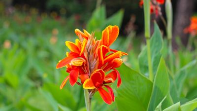 Can I leave canna bulbs in the ground over winter?