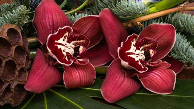 5 Christmas Orchid Varieties — With Enticingly Exotic Blooms That You'll Want in Your Home This Festive Season