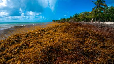 Can Seaweed Save Internal Combustion? These Scientists Surely Think So