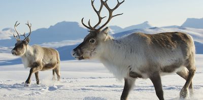 Yes, reindeer actually can have red noses – and other fascinating facts about this Christmas icon