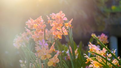 Can you grow orchids outdoors? Experts share which types of orchids to choose and how to successfully grow them in your yard