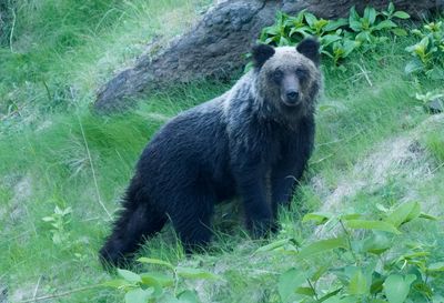 Japan relaxes bear-shooting laws amid rise in attacks