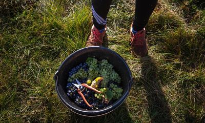 Champagne’s sordid secret: the homeless and hungry migrants picking grapes for France’s luxury winemakers