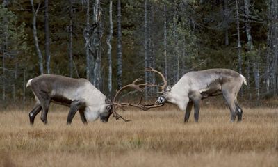 Ghosts of the landscape: how folklore and songs are key to rewilding Finland’s reindeer