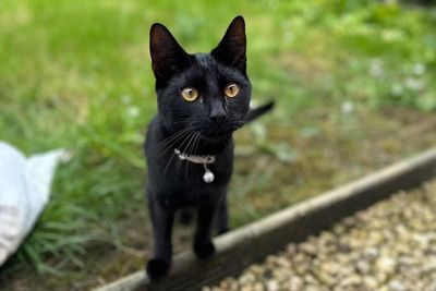 Bear the kitten survives Christmas scare thanks to vets’ charity