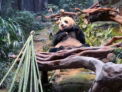 Pandas An An and Ke Ke celebrate their 1st Christmas in Hong Kong