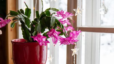 How to Prune a Christmas Cactus — All It Takes Is a Little Pinch for Ravishing Blooms