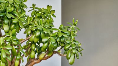 Where Should I Place My Jade Plant? There Are 3 Main Spots in the Home, According to Feng Shui Experts