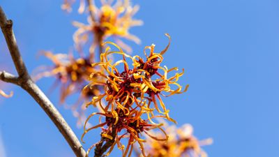 Best witch hazel varieties – with unusual spider-like blooms to transform your winter garden