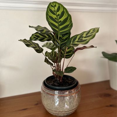 I'm Ideal Home's gardens editor — these are the 5 houseplants I'll always have in my collection