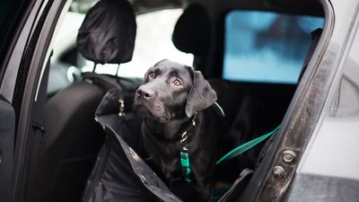 How to secure a dog in a car safely for all