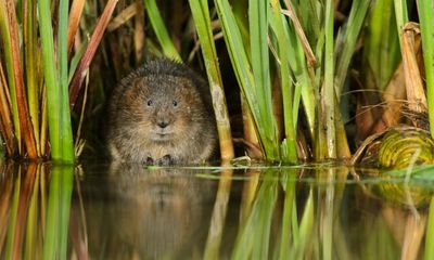 Water voles bounce back in key areas but distribution across UK declines