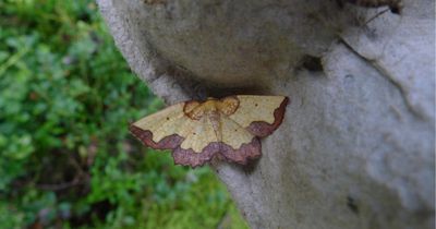 Record numbers of rare species reported at Scottish nature reserve