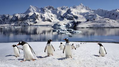 Antarctica quiz: Test your knowledge on Earth's frozen continent