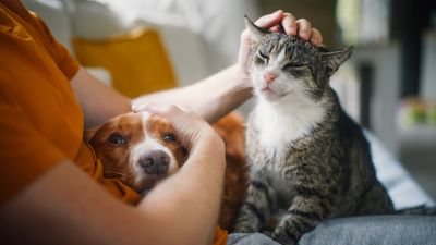 All the times you wished you weren't a pet owner –even though you love them