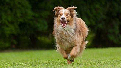 A new study aims to pinpoint exactly when we can describe our dogs as ‘old’