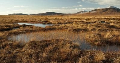 Thousands of trees planted on Scottish reserve to restore habitats and help climate