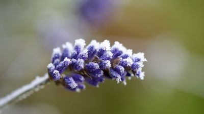 How to winterize lavender – to keep your aromatic plants in good health