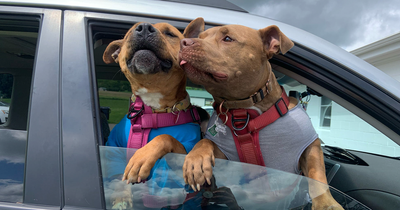 Duchess Was The Longest Resident At The Shelter, But All Turned Out Better Than Anyone Expected